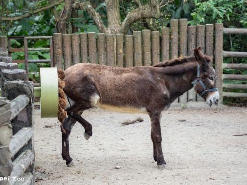 2026臺北兒童月玩翻動物園！兒童節免費入園，一起探索動物保育與夢想城市